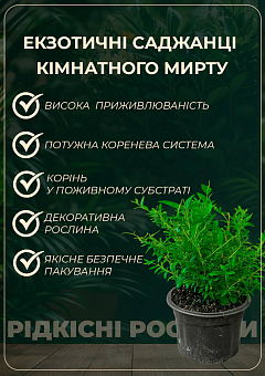 Мирт 2-х річний "Hymen"28
