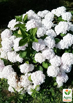 Гортензия цветущая крупнолистная "Доппио Бьянко" (Hydrangea macrophylla Doppio Bianco) вазон С1,53
