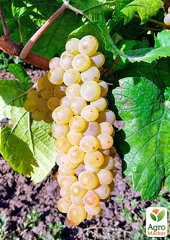 Виноград "Шардоне" (винный сорт, ранний срок созревания) - фото 2