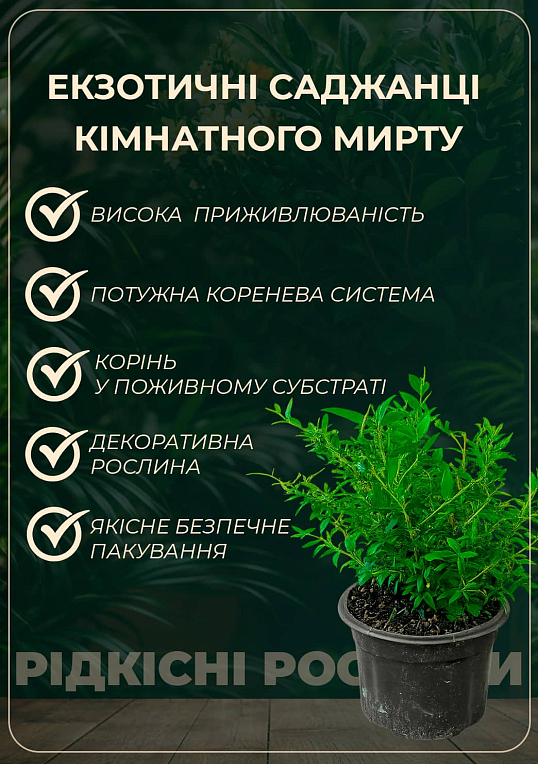 Мирт 2-х летний "Hymen" - фото 3