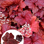 Гейхера (Heuchera) "Galaxy" С1 (висота 15-30см)