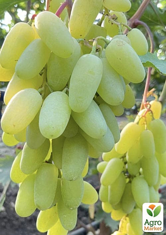 Виноград "Алінка" (надранній, двостатевий, великий виноград із солодкою, хрусткою, тонкошкірою ягодою) - фото 7