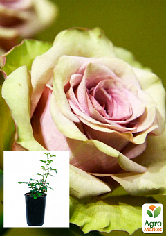 Троянда в контейнері чайно-гібридна "Амнезія" (саджанець класу АА+)2