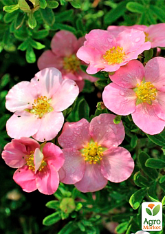 Перстач чагарниковий "Pink Beauty"13