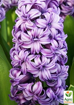 Гіацинт махровий "Lili Purple"1