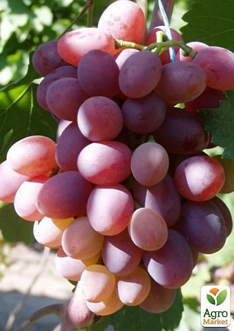 Виноград "Нінель" (середньо-ранній термін дозрівання, грона дуже великі масою до 1500г) - фото 2