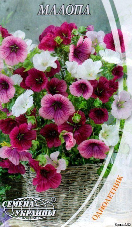 Малопа ТМ "Насіння України" 1г