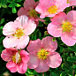Лапчатка Кустарниковая "Pink Beauty" купить