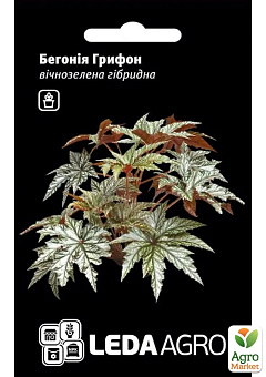 Бегония вечнозеленая "Грифон" ТМ "Leda Agro" 3шт1