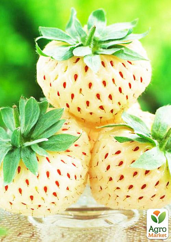 Эксклюзив! Клубника "Альпийская чистая душа" (премиальный сорт)