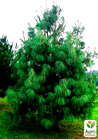 Сосна Гималайская "Griffithii" ( горшок P9) - фото 2