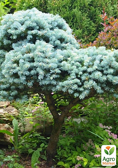 Ель серебристо-голубая на штамбе "Glauca Globosa" С1,5, высота 20-30см20