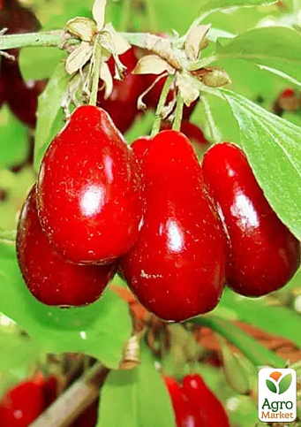 Кизил "Лукьяновский" укорененный в контейнере  - фото 7