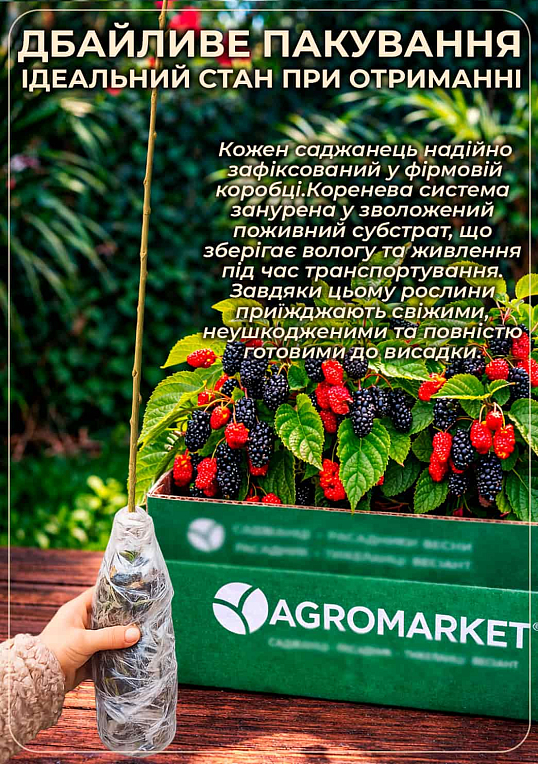 Шелковица "Смуглянка" (летний сорт, ранний срок созревания) - фото 3