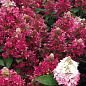 Гортензія волотиста "Magical Vesuvio" вазон Р9 цена