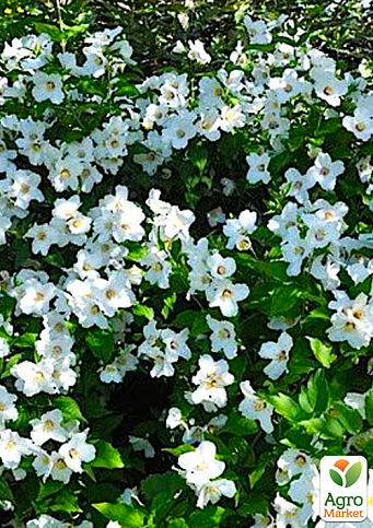 Жасмин гібридний садовий (чубушник) "Бель Етуаль" висота 70-80см - фото 2