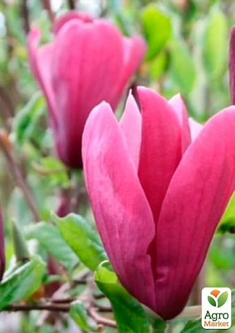 Магнолия "Oriental Night"  - фото 5