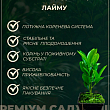 Лайм "Мексиканский" (укорененный черенок) купить