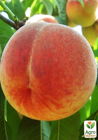 Персик "Лиманський" (літній сорт, середній термін дозрівання) - фото 2