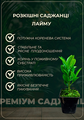 Лайм "Мексиканський" (вкоріненого живця) - фото 2