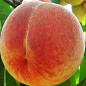 Персик "Лиманський" (літній сорт, середній термін дозрівання) купить