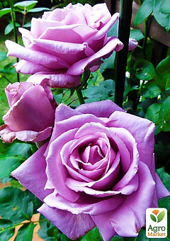 Ексклюзив! Троянда чайно-гібридна витончена бузкова "Королева краси" (Queen of beauty) (саджанець класу АА +, преміальний морозостійкий сорт)1