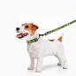 Повідець для собак нейлоновий WAUDOG Nylon, малюнок "Сміливість", S, Ш 15 мм, Дл 122 см (4915-0231) купить