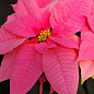 Пуансеттия "Dark Pink" (Рождественская Звезда)