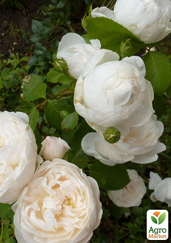 Роза английская "Клемис Кастл" (саженец класса АА+) высший сорт - фото 3
