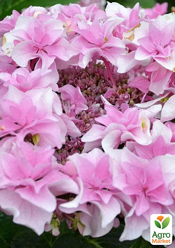Гортензия цветущая крупнолистная "Доппио Роза" (Hydrangea macrophylla Doppio Rosa) вазон С1,5 - фото 3