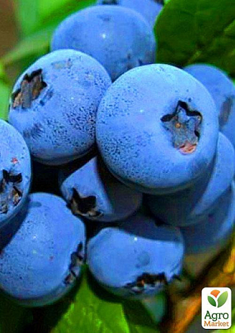 Ексклюзив! Лохина соковитого синього блискучого кольору "Солодке захоплення" (Sweet Delight) (преміальний, солодкий, морозостійкий, високоврожайний сорт) - фото 3