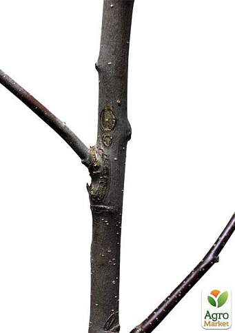 Дерево-сад укорененный в контейнере Яблоня "Голден Перси де Роса+Гала Галакси+Галмак" саженец 2 года - фото 3
