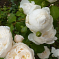 Роза английская "Клемис Кастл" (саженец класса АА+) высший сорт цена