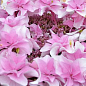 Гортензия цветущая крупнолистная "Доппио Роза" (Hydrangea macrophylla Doppio Rosa) вазон С1,5 цена