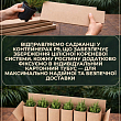 Ель канадская "Коника" (Conica) горшок P9 цена