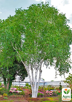 Береза корисна "Jacquemontii" висота 70-80см7
