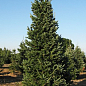 Пихта Фразера "Pyramidalis Compacta" (ком/сетка) высота 60-70 см