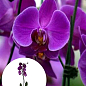Орхидея (Phalaenopsis) "Purple"