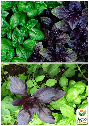 На вагу Базилік "Суміш кращих популярних сортів" ТМ "Весна" ціна за 3г - фото 4