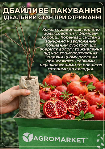 Эксклюзив! Гранат рубиново-красный "Гринго" (Gringo) (премиальный сорт, без кислинки, рано плодоносит) - фото 3