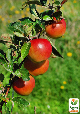 Яблоня полукарликовая "Прима"