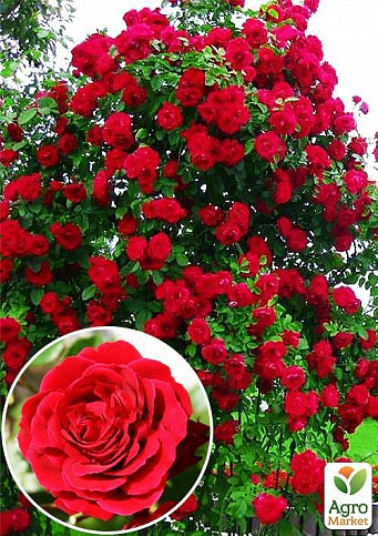 Троянда плетиста "Нахеглут" (саджанець класу АА +) вищий сорт