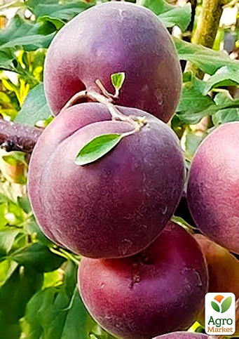 Абрикос "Мелітопольський чорний" (літній сорт, середнього терміну дозрівання) - фото 4