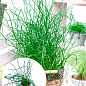 Джункус Спиральный "Juncus effusus Spiralis"