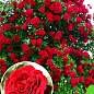 Троянда плетиста "Нахеглут" (саджанець класу АА +) вищий сорт
