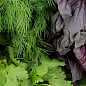 Комплект насіння овочів на вагу "Зелена палітра" 7уп