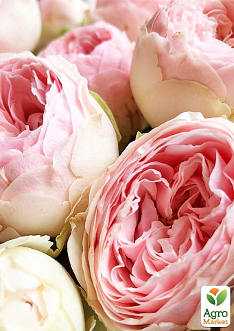 Роза кустовая "Менсфилд парк" (Mansfield Park) (саженец класса АА+) высший сорт - фото 4