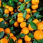 Эксклюзив! Мандарин оранжевого цвета с солнечным оттенком "Оскар" (Oscar) (премиальный, скороплодный, высокоурожайный сорт) купить