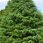 Кедр Гімалайський (Cedrus Deodara) С2, висота 30-40 см купить