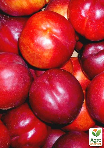 Нектарин "Флейвор Топ" (летний сорт, средний срок созревания) - фото 8